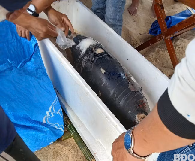 Cá voi xanh được muối đường để chờ ngày mai tẩm liệm, chôn cất. Ảnh: H.M Cá voi xanh được muối đường để chờ ngày mai tẩm liệm, chôn cất. Ảnh: H.M