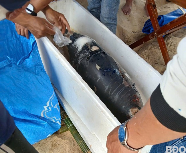 Cá voi xanh được muối đường để chờ ngày mai tẩm liệm, chôn cất. Ảnh: H.M