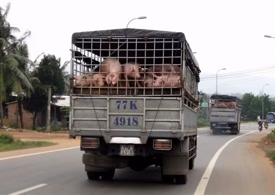 Mỗi ngày có hàng trăm con heo được thương lái thu mua ở Hoài Ân đưa đi tiêu thụ ở nhiều nơi trong nước. Mỗi ngày có hàng trăm con heo được thương lái thu mua ở Hoài Ân đưa đi tiêu thụ ở nhiều nơi trong nước.