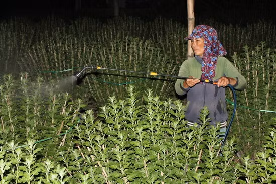 Dù đã về đêm, một số chủ vườn cúc ở phường Bình Định đang phun thuốc thúc hoa cho kịp bán Tết.