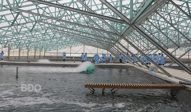 Ứng dụng quy trình nuôi tôm công nghệ cao cho phép Công ty TNHH Việt Úc - Phù Mỹ thả nuôi từ 3,5 đến 4 vụ/năm, nhưng tôm vẫn tăng trưởng nhanh, đồng đều. Ảnh: T.SỸ Ứng dụng quy trình nuôi tôm công nghệ cao cho phép Công ty TNHH Việt Úc - Phù Mỹ thả nuôi từ 3,5 đến 4 vụ/năm, nhưng tôm vẫn tăng trưởng nhanh, đồng đều. Ảnh: T.SỸ