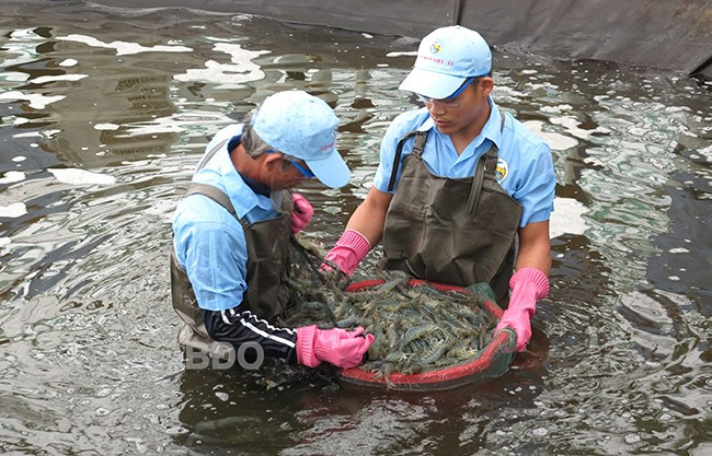 Một trại nuôi tôm nhà màng của Công ty TNHH Việt Úc - Phù Mỹ. Ảnh: T.SỸ Một trại nuôi tôm nhà màng của Công ty TNHH Việt Úc - Phù Mỹ. Ảnh: T.SỸ