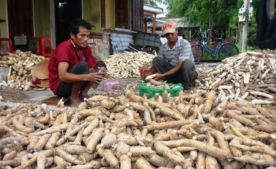 Do giá mì thấp, một số nông dân trồng mì ở Cát Hiệp thu hoạch mì về xắt lát phơi khô, dự trữ làm thức ăn chăn nuôi. Ảnh: NGUYỄN HÂN Do giá mì thấp, một số nông dân trồng mì ở Cát Hiệp thu hoạch mì về xắt lát phơi khô, dự trữ làm thức ăn chăn nuôi. Ảnh: NGUYỄN HÂN