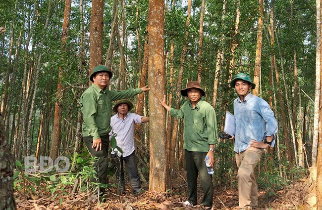 Ông Nguyễn Ngọc Đạo (ngoài cùng bên trái) và nhân viên kiểm tra rừng gỗ lớn tại xã Đak Mang, huyện Hoài Ân. Ảnh: XUÂN DŨNG Ông Nguyễn Ngọc Đạo (ngoài cùng bên trái) và nhân viên kiểm tra rừng gỗ lớn tại xã Đak Mang, huyện Hoài Ân. Ảnh: XUÂN DŨNG