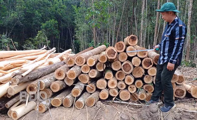 Sản phẩm thu hoạch từ rừng gỗ lớn của Công ty TNHH Lâm nghiệp Sông Kôn. Ảnh: XUÂN DŨNG