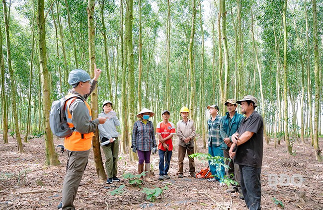 Hướng dẫn tỉa cành đúng kỹ thuật bằng cưa sào để tạo dáng cây thẳng, có được gỗ lớn, chất lượng cao. Ảnh: DNCC Hướng dẫn tỉa cành đúng kỹ thuật bằng cưa sào để tạo dáng cây thẳng, có được gỗ lớn, chất lượng cao. Ảnh: DNCC