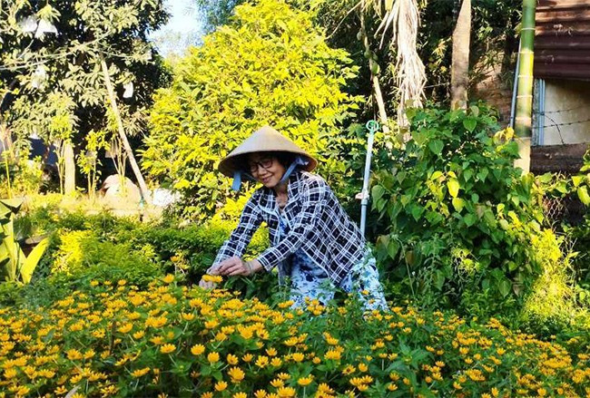 Rau, hoa trồng tại vườn nhà bà Mạc Thị Anh Tuyết (thôn Khánh Hòa, xã Nhơn Khánh) phát triển tươi tốt nhờ được bón phân ủ từ chất thải hữu cơ. Ảnh: M.N Rau, hoa trồng tại vườn nhà bà Mạc Thị Anh Tuyết (thôn Khánh Hòa, xã Nhơn Khánh) phát triển tươi tốt nhờ được bón phân ủ từ chất thải hữu cơ. Ảnh: M.N