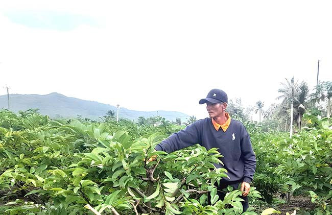 Ông Phúc cắt tỉa cành, chăm sóc cây mãng cầu dai của gia đình sau vụ thu hoạch Tết Nguyên đán. Ảnh: MINH KHOA