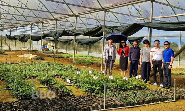 Khu vườn ươm giống cây ba kích và hà thủ ô đỏ của Bidiphar tại xã An Toàn. Ảnh: NGUYỄN ĐỨC