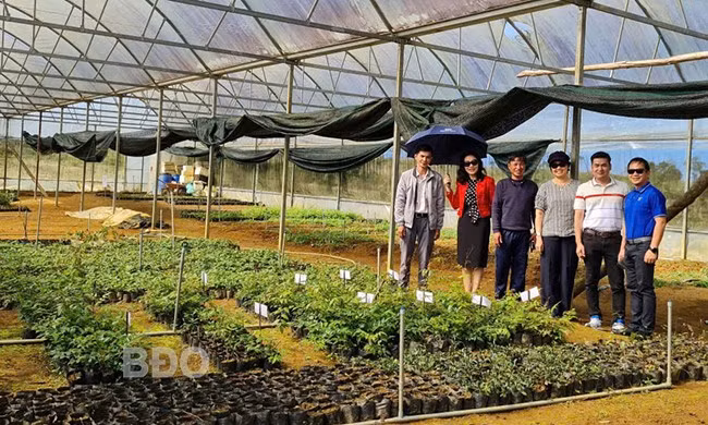 Khu vườn ươm giống cây ba kích và hà thủ ô đỏ của Bidiphar tại xã An Toàn. Ảnh: NGUYỄN ĐỨC