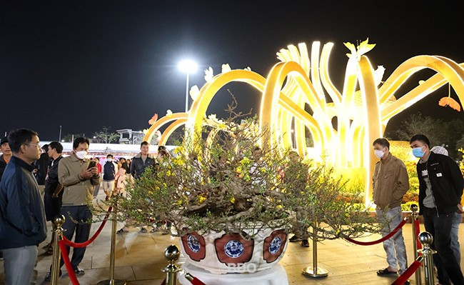 Cây mai của nghệ nhân Nguyễn Văn Bình được tạo dáng theo ý tưởng chiếc nón ngựa Phú Gia, thu hút sự chú ý của nhiều người. Ảnh: K.VY Cây mai của nghệ nhân Nguyễn Văn Bình được tạo dáng theo ý tưởng chiếc nón ngựa Phú Gia, thu hút sự chú ý của nhiều người. Ảnh: K.VY