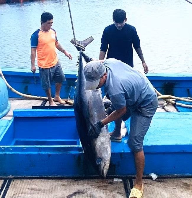 Cá ngừ đại dương khai thác đầu năm nay được các đơn vị thu mua đánh giá chất lượng tốt. Ảnh: N.N
