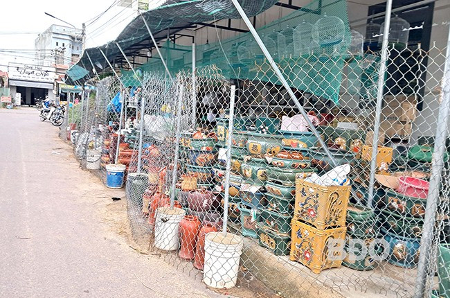 Một hộ kinh doanh cây cảnh và chậu kiểng ở thôn Kim Tây (xã Phước Hòa, huyện Tuy Phước) lấn chiếm cả vỉa hè và lề đường, gây mất ATGT. Ảnh: VĂN LƯU Một hộ kinh doanh cây cảnh và chậu kiểng ở thôn Kim Tây (xã Phước Hòa, huyện Tuy Phước) lấn chiếm cả vỉa hè và lề đường, gây mất ATGT. Ảnh: VĂN LƯU