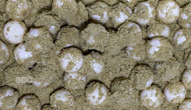 Rùa mẹ thường đẻ từ 80 - 120 quả trứng, có khi nhiều hơn.