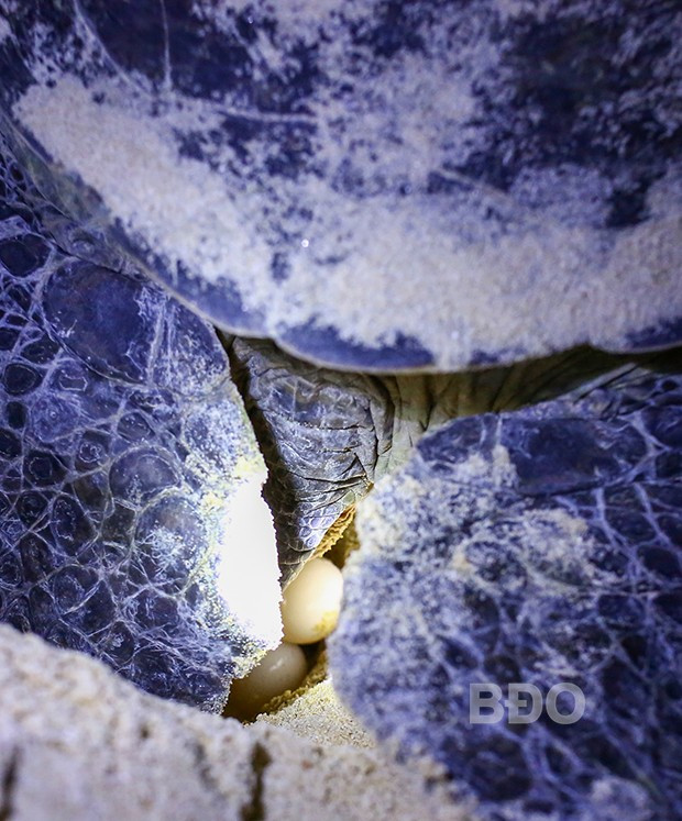 Từng quả trứng như những “viên ngọc” quý giá mà rùa mẹ dốc lòng bảo vệ.