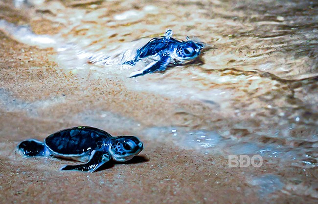 Những chú rùa con tìm đường về với biển.