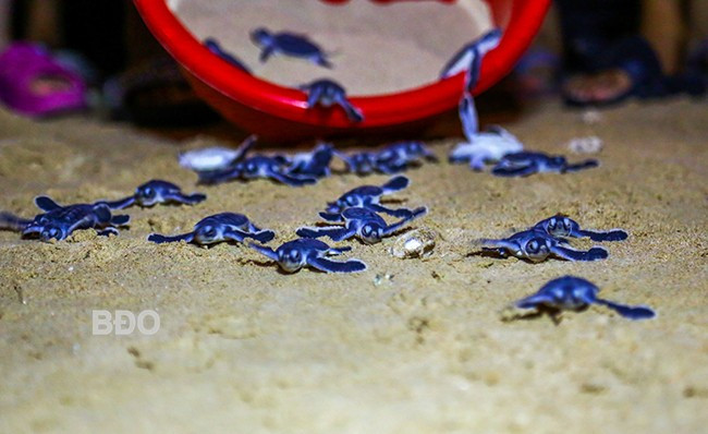 Sau khoảng 2 tháng kể từ khi rùa mẹ gửi hàng trăm quả trứng dưới lớp cát vàng của bãi biển Nhơn Hải, những chú rùa con chào đời, bắt đầu cuộc hành trình đầu tiên của mình về với biển.