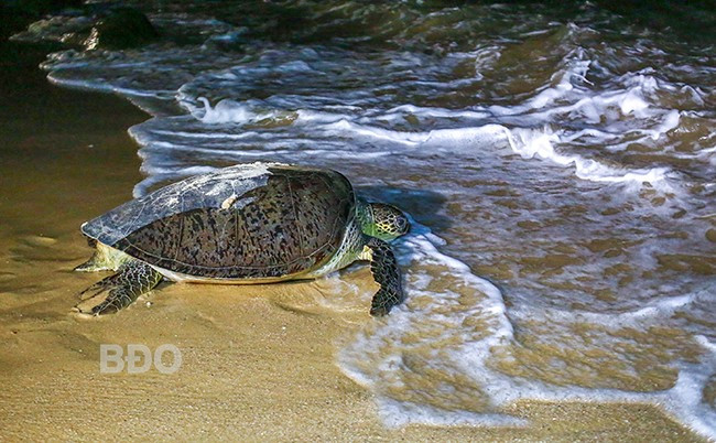 Sau khi đẻ trứng xong, rùa mẹ quay về với biển.