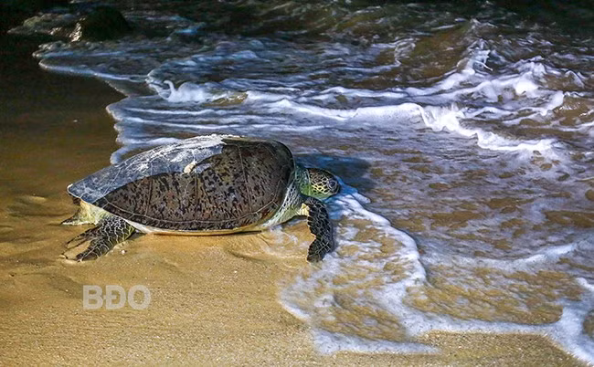 Sau khi đẻ trứng xong, rùa mẹ quay về với biển.