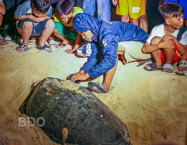 Sau khi rùa mẹ hoàn tất việc đẻ trứng, đội bảo vệ tiến hành che chắn ổ trứng, đánh dấu vị trí để theo dõi và bảo vệ.