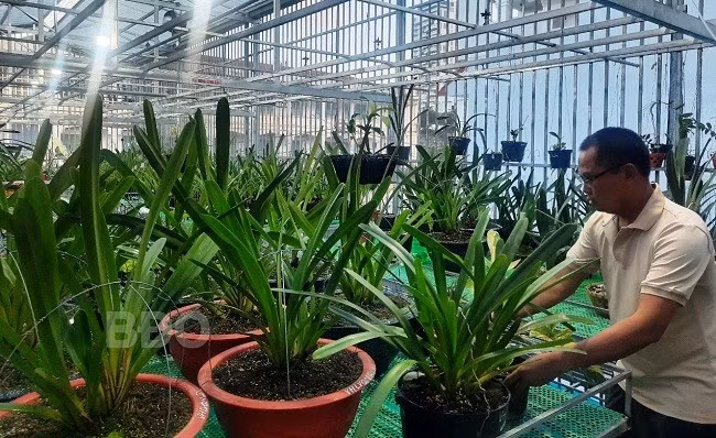 Anh Lê Công Hùng trồng, chăm sóc hoa phong lan. Ảnh: TRỌNG LỢI