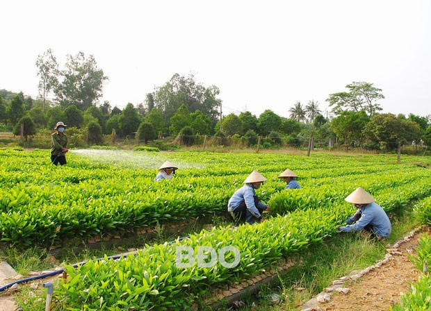 Vườn ươm cây giâm hom của Công ty TNHH Lâm nghiệp Quy Nhơn. Vườn ươm cây giâm hom của Công ty TNHH Lâm nghiệp Quy Nhơn.