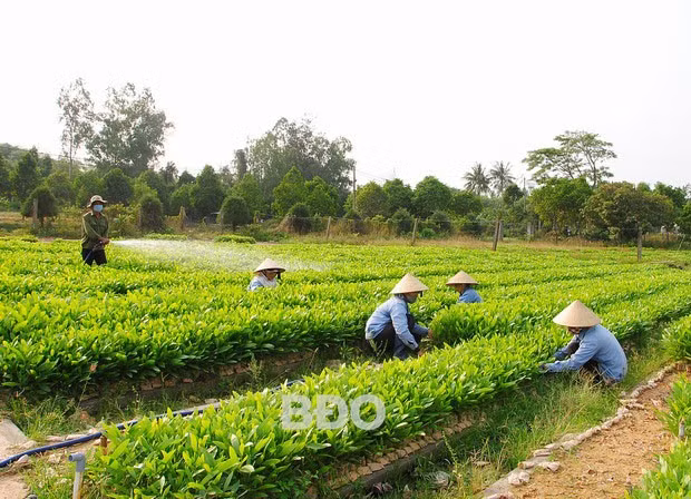 Vườn ươm cây giâm hom của Công ty TNHH Lâm nghiệp Quy Nhơn.