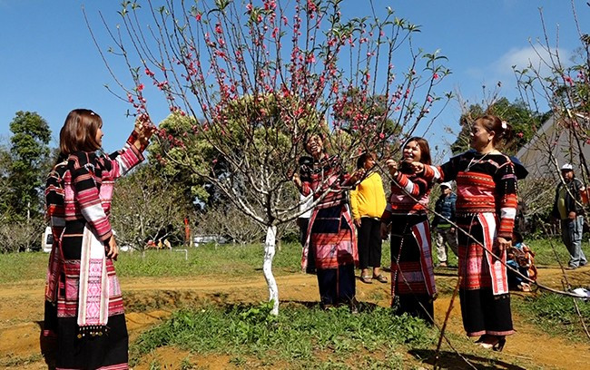 Du khách check-in tại vườn hoa đào Công ty TNHH Lâm nghiệp Sông Kôn. Ảnh: XUÂN DŨNG