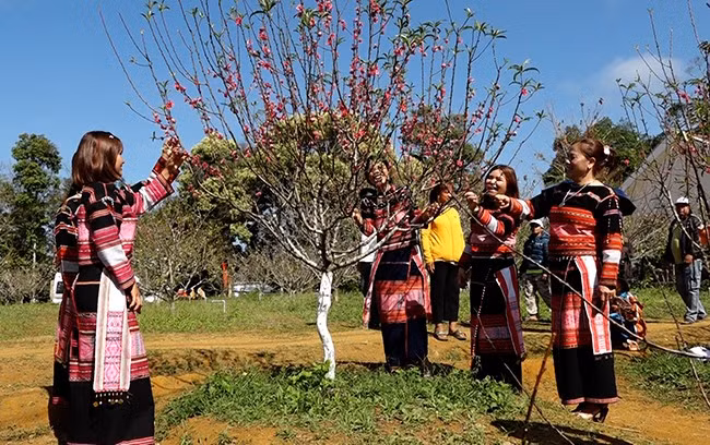 Du khách check-in tại vườn hoa đào Công ty TNHH Lâm nghiệp Sông Kôn. Ảnh: XUÂN DŨNG