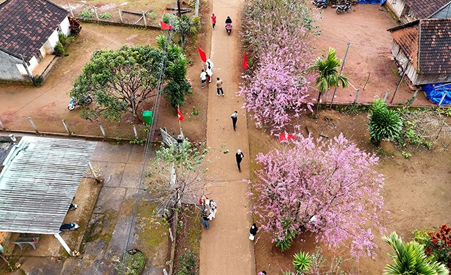 Hoa mai anh đào rực hồng mỗi dịp xuân về trên nhiều tuyến đường trong khu dân cư xã Vĩnh Sơn. Ảnh: XUÂN DŨNG