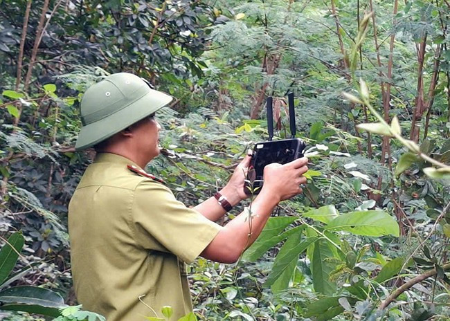 Cán bộ kiểm lâm sử dụng flycam giám sát khu vực rừng tự nhiên ở TP Quy Nhơn. Ảnh: TRỌNG LỢI