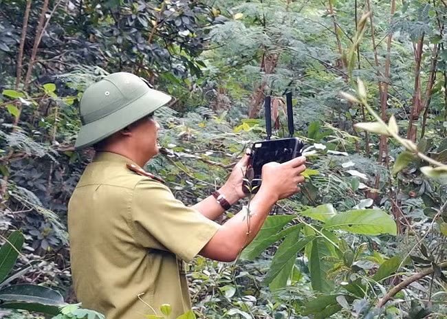 Cán bộ kiểm lâm sử dụng flycam giám sát khu vực rừng tự nhiên ở TP Quy Nhơn. Ảnh: TRỌNG LỢI Cán bộ kiểm lâm sử dụng flycam giám sát khu vực rừng tự nhiên ở TP Quy Nhơn. Ảnh: TRỌNG LỢI