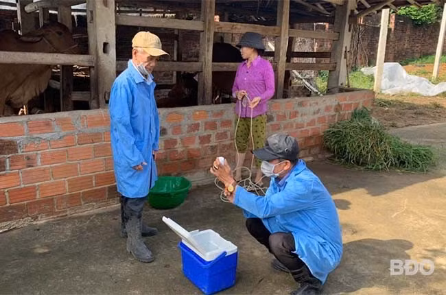 Nhân viên thú y tiêm vắc xin lở mồm long móng cho đàn bò nhà chị Trần Thị Hiền, ở thôn Thiết Tràng, xã Nhơn Mỹ (TX An Nhơn). Ảnh: T.LỢI