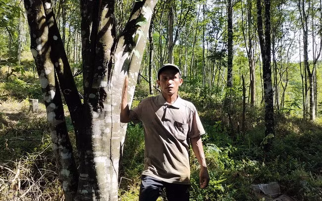 Anh Đinh Văn Ếc với rừng dó bầu hơn 10 năm tuổi của mình.