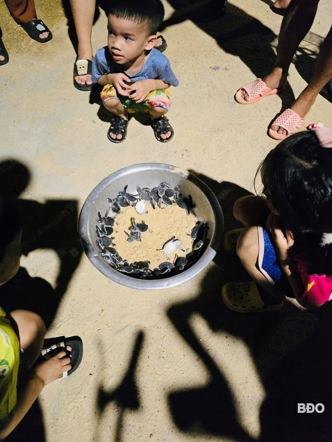 Tổ chức cộng đồng tập trung rùa con và hỗ trợ chúng tìm đường ra biển an toàn. Ảnh: X.S Tổ chức cộng đồng tập trung rùa con và hỗ trợ chúng tìm đường ra biển an toàn. Ảnh: X.S