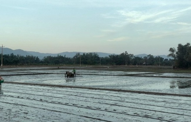 Nông dân ở phường Nhơn Thành (TX An Nhơn) gieo sạ lúa vụ Đông Xuân 2023 - 2024. Ảnh: AN NHIÊN