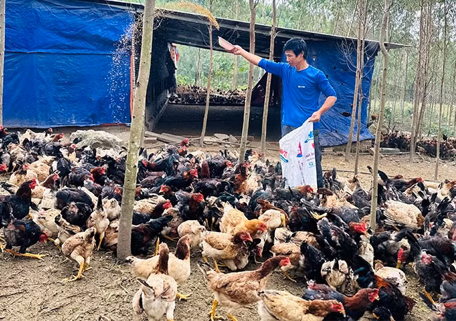 Ông Vũ Tiến Lực có nguồn thu hàng trăm triệu đồng mỗi năm, nhờ mô hình nuôi gà thả đồi theo hướng an toàn. Ảnh: T.C