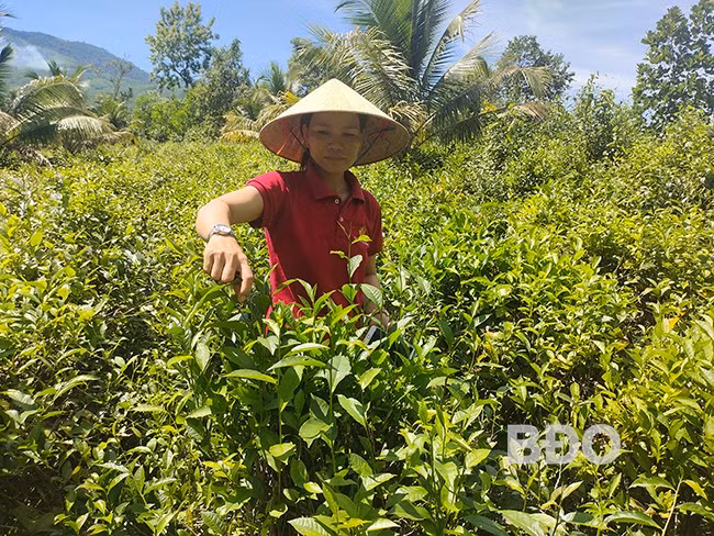 Vườn chè xanh giúp gia đình chị Nguyễn Thị Lâm có thu nhập ổn định. Ảnh: D.T.D