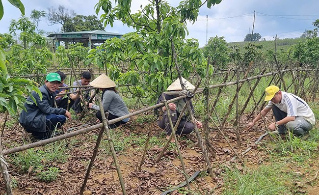Đề tài xây dựng quy trình trồng và chế biến ba kích, hà thủ ô đỏ theo chuẩn GACP-WHO tại xã An Toàn (huyện An Lão) đã mở hướng phát triển dược liệu gắn với bảo vệ rừng và sinh kế bền vững cho người dân. Ảnh: T.LỢI
