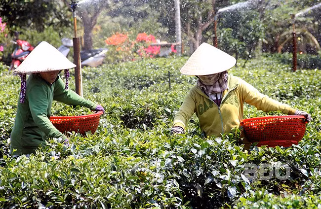 Diện tích cây chè Gò Loi được người dân trồng, phát triển khá hiệu quả. Ảnh: TRỌNG LỢI Diện tích cây chè Gò Loi được người dân trồng, phát triển khá hiệu quả. Ảnh: TRỌNG LỢI