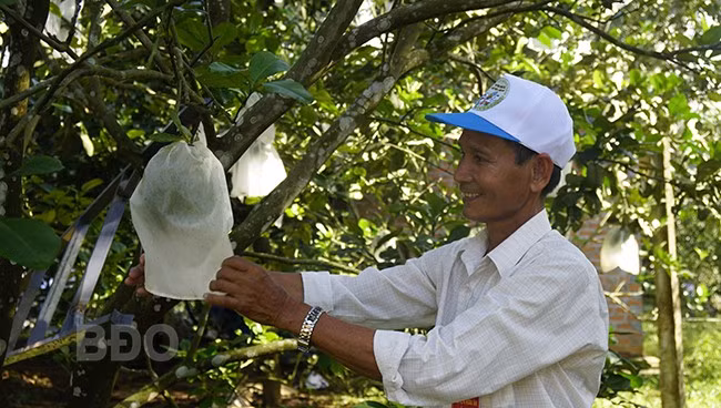 Bưởi Hoài Ân được Cục Sở hữu trí tuệ cấp văn bằng bảo hộ dưới hình thức nhãn hiệu tập thể đã giúp sản phẩm tăng tính cạnh tranh trên thị trường. Ảnh: TRỌNG LỢI Bưởi Hoài Ân được Cục Sở hữu trí tuệ cấp văn bằng bảo hộ dưới hình thức nhãn hiệu tập thể đã giúp sản phẩm tăng tính cạnh tranh trên thị trường. Ảnh: TRỌNG LỢI