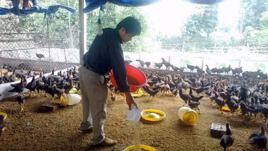 Thời gian máy không hoạt động, anh Quân ở nhà chăm sóc đàn gà.