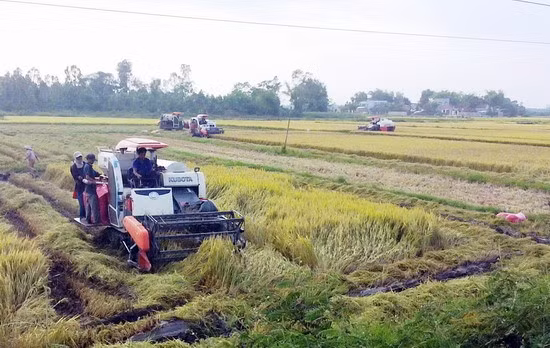 Đội máy GĐLH của anh Quân thu hoạch lúa.