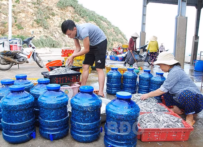 Nước mắm truyền thống đều làm từ cá và muối, dù ở quy mô nào cũng thế. Tùy theo điều kiện của từng vùng mà người làm mắm có chọn công thức ủ chượp tỷ lệ cá với muối phù hợp. Song công thức chung vẫn là 3 cá:1 muối. - Trong ảnh: Nguyên liệu làm mắm thô được tập trung tại cầu cảng Đề Gi (Cát Khánh, Phù Cát).