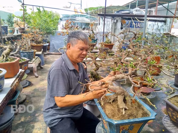 Về hưu hơn 4 năm nay, phần lớn thời gian của ông Trần Minh Xuyến dành cho vườn mai này. Về hưu hơn 4 năm nay, phần lớn thời gian của ông Trần Minh Xuyến dành cho vườn mai này.