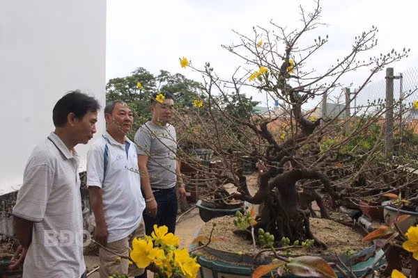 Ông Huỳnh Đông Dương (bìa trái) đang giới thiệu một gốc mai lâu năm với khách. Ông Huỳnh Đông Dương (bìa trái) đang giới thiệu một gốc mai lâu năm với khách.