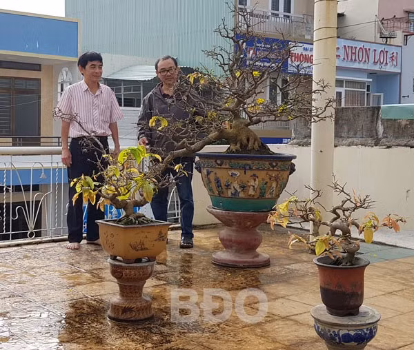 Anh Hiếu Veston (bìa trái) đang giới thiệu một cây mai quý với “bạn mai”. Anh Hiếu Veston (bìa trái) đang giới thiệu một cây mai quý với “bạn mai”.