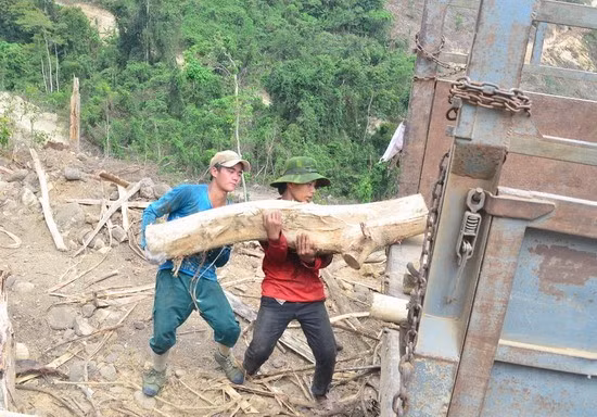 Chất gỗ keo lên xe tải.