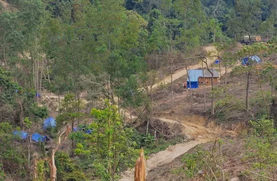 Những túp lều tạm bợ này là nhà của thợ rừng trong thời gian khai thác keo.