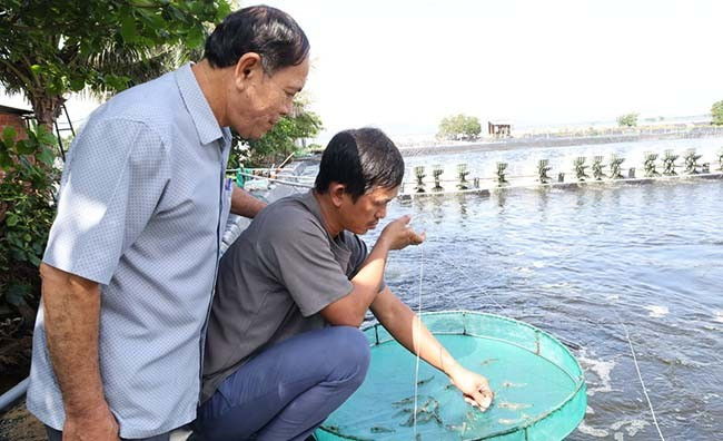 Anh Dũng hướng dẫn khách tham quan cách chăm sóc tôm thẻ chân trắng mang lại hiệu quả cao. Ảnh: MINH KHOA